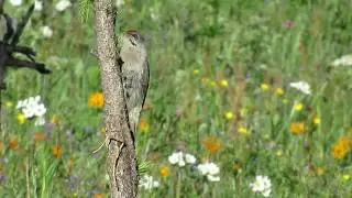 Grey-headed Woodpecker - Grijskopspecht - Picus canus