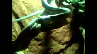 Serpent Ratier Vert