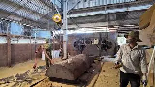 Inside this huge ironwood log is beautiful