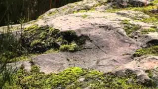 Volcanes