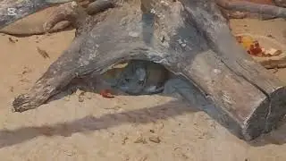 Adorable Elephant Shrew! 