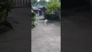 Throw Stick, Clever Dog love to Fetch! Happy Dog! 😊🐕