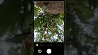Daun Kering Auto Aestetik Di Tangan Fotografer Profesional