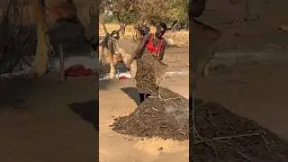 Problems of Mundari tribals.#shortvideo