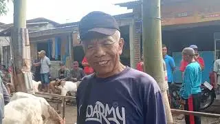 Harga kambing menurun di psr bendiwungu (23 01 2026)hari ini#
