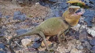 Titiwangsa Horned Tree Lizard&nbsp;&nbsp;-&nbsp;&nbsp;Acanthosaura titiwangsaensis