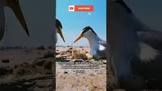 Flying Friends &ndash; Birds in Action! 🐦✨#FlyingFriends #Birds #NatureLovers #BirdWatching  #Shorts