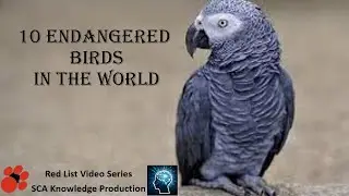 10 endangered birds in the world(red list video series 1)