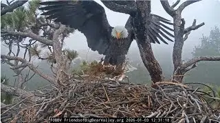 Shadow brings a lot of fluff, Jackie brings a twig 03.01.2026 @FOBBVCAM