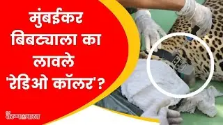 Leopard satellite collaring | Sanjay Gandhi national park | MUMBAI | बिबट्यांना 'सॅटेलाईट काॅलर'