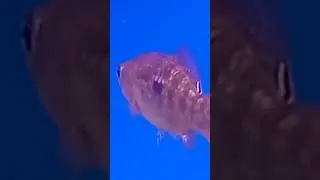 jordanella floridae winter 2022