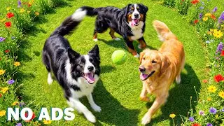 12 часов собачьего ТВ 🐕 Успокаивающая музыка для сна ваших питомцев 🩷 Музыка от стресса и тревоги