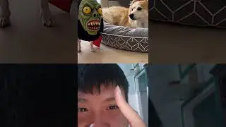 #funny #pets #dog #cute #cutedog #ghost