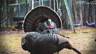 Wild Turkey Spring Behavior - 3.30.25