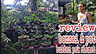 review bonsai pak Slamet sp5 wahau Kutim // sambil silaturahmi dg yg satu hobi