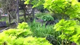 Acer shirasawanum Aureum