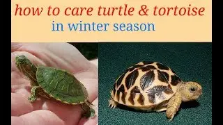 How to care TURTLE and TORTOISE in winter season in hindi.