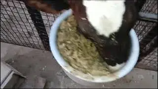hf calf feeding