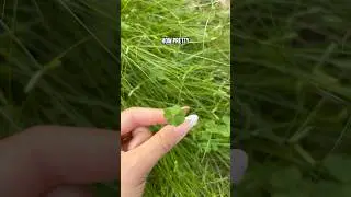 В поисках четырёхлистного клевера