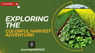 Exploring the Mustard and Potato Fields: A Colorful Harvest Adventure! #field #potato #mustard