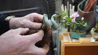 姫リンゴの植え替え