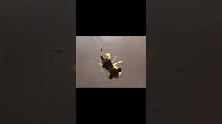 Ambush bug (Phymata pennsylvanica) Day 1