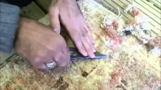 Moth Damage Rug Repair
