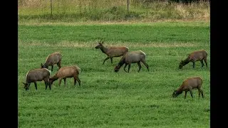 Wolf Creek Elk Herd - Evening Grazing