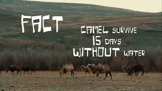 The Life of the King's Camel in the Desert