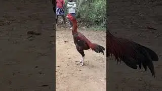 #trendingshorts #rooster#cattuseval #chicken #sevalsoku#sevalsandai #homebreed #kozhi_koothugal