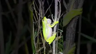 Green tree frog call