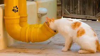 Build an easy pet feeder! 💕🐾 #DIY #petcare #kindness