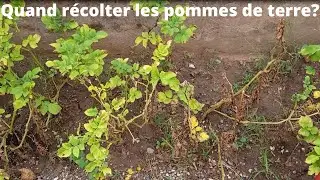 Quand récolter les pommes de terre ?
