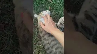 Cat + Chin Rub = Heaven #shorts