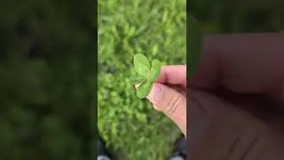 Look at this Gorgeous 4-leaf Clover 🍀