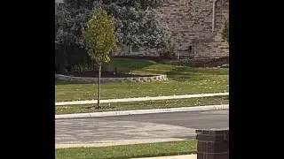 Orland park street view camera 