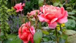 DAVID AUSTIN ROSES IN MY GARDEN