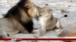 Cecil the lion: US hunter 'regrets' killing