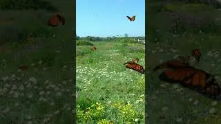 Pleasant Butterfly Flight 🦋 Short & Sweet Relaxation! 453 @PleasantRelaxation  #relaxing