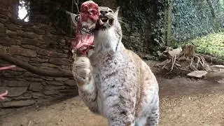 Eurasischer Luchs