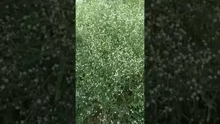 Santa Maria Feverfew / Plant Chatak Chandni / गाजर घासपादप