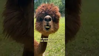 Top 9 Funniest Alpaca Faces 😁😁