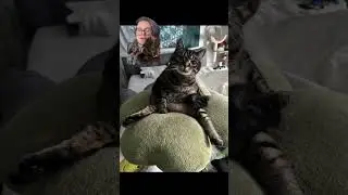 This is ABSURD #comedy #cat #funnycats