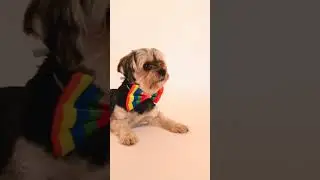 FUNNY PUPPIES CUTE VIDEO #funtamil media