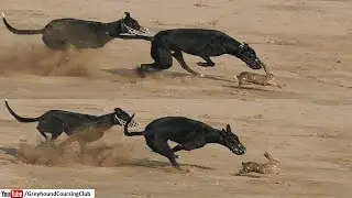 hare vs greyhound dog race
