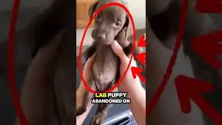 Rescued lab puppy wouldn't eat until we fed the stray cat first 🐕🐈 #shorts