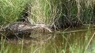 American Bittern Mr  Stealth