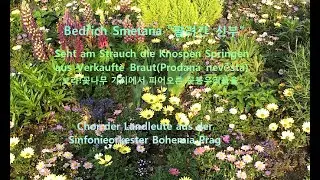 Bedřich Smetana, Seht am Strauch die Knospen aus Die Verkaufte Braut(Prodan&aacute; nevěsta)