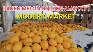 LUAR BIASA! PANEN MELON LANSUNG JUAL KE PASAR MODERN #farmer #melon