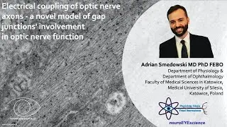 Electrical coupling of optic nerve axons - a novel model of gap junctions' involvement in optic nerv